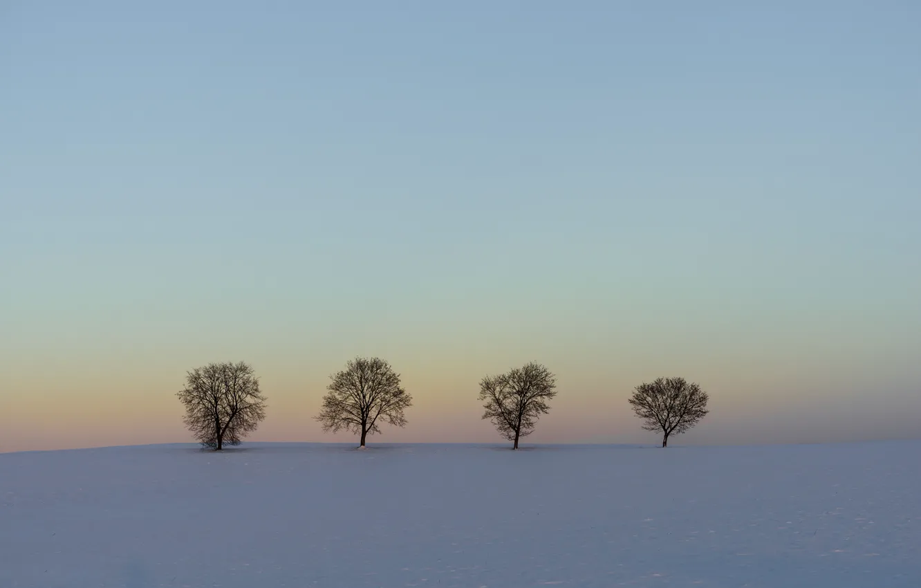 Фото обои зима, небо, снег, деревья, вечер, линия, горизонт