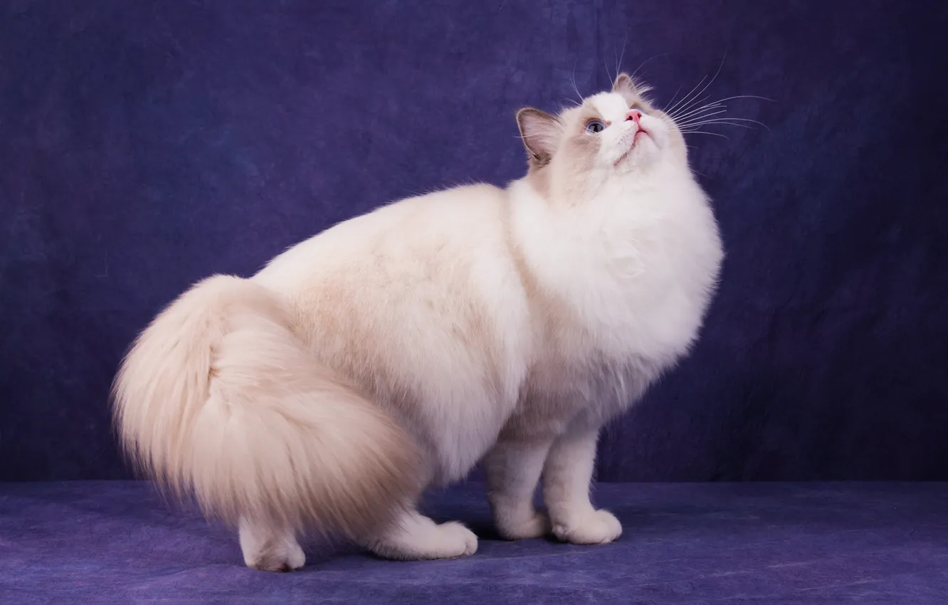 Фото обои кошка, белый, кот, взгляд, морда, поза, темный фон, пушистый