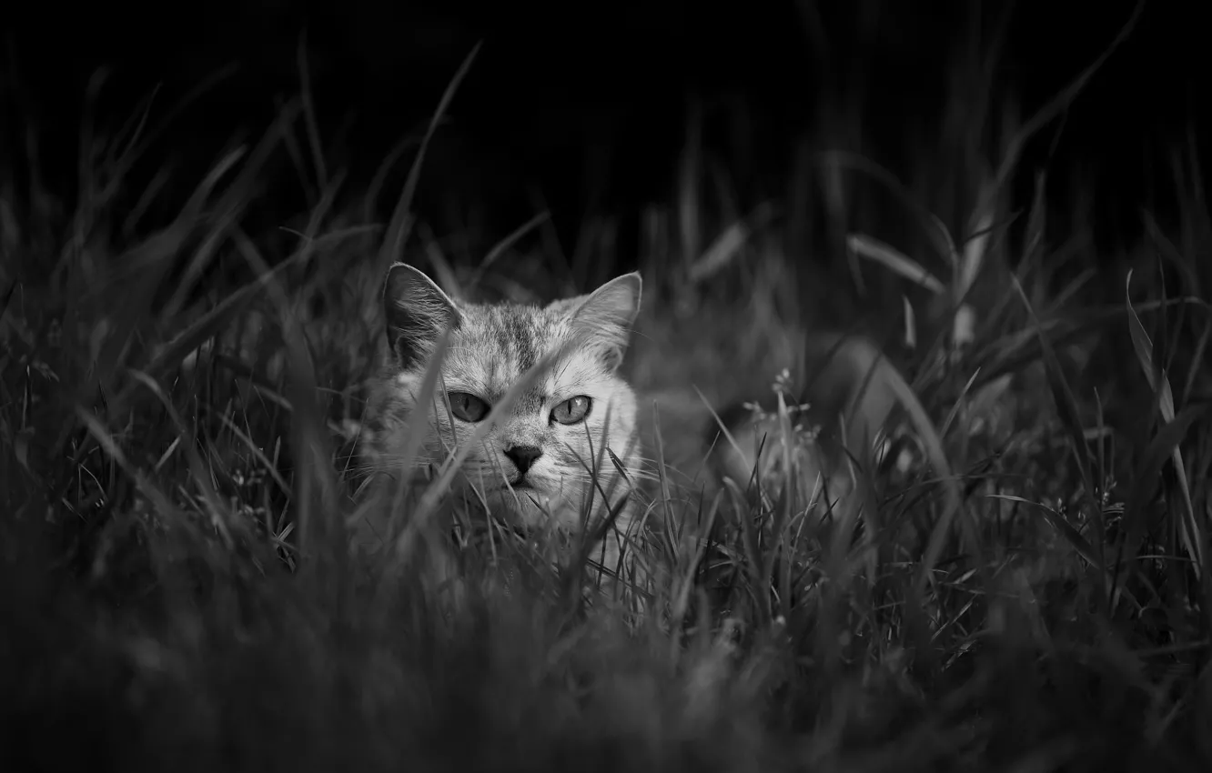 Фото обои трава, кот, взгляд, кошак, котяра
