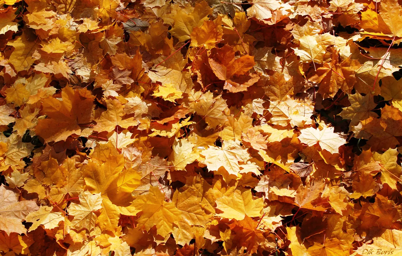 Фото обои листья, ковёр, золотой, листопад