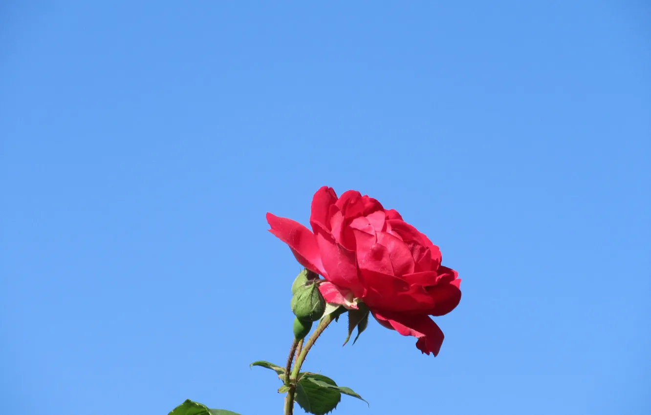 Фото обои небо, макро, роза, весна 2018, Mamala ©