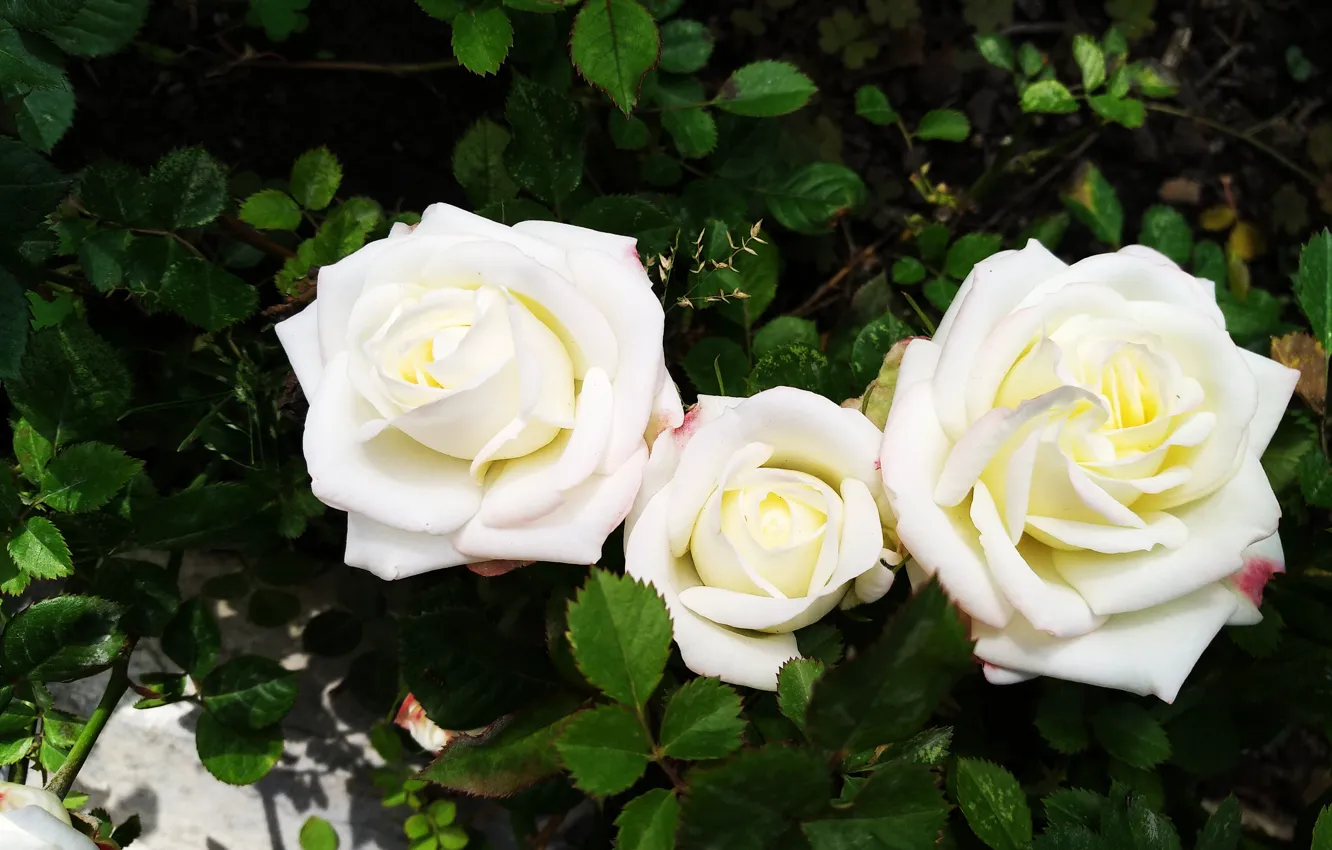 Фото обои Розы, Roses, White roses, Белые розы