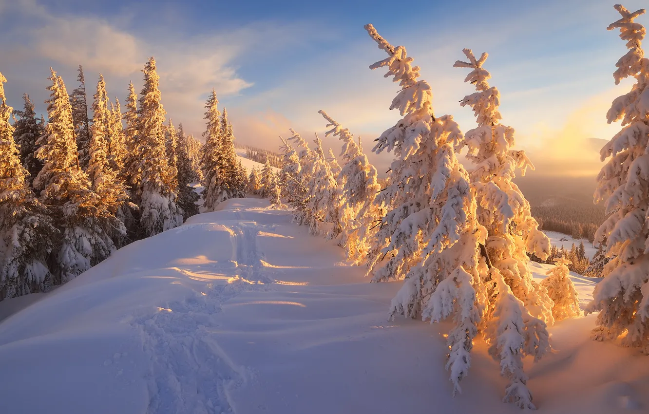 Фото обои зима, лес, небо, облака, лучи, свет, снег, пейзаж