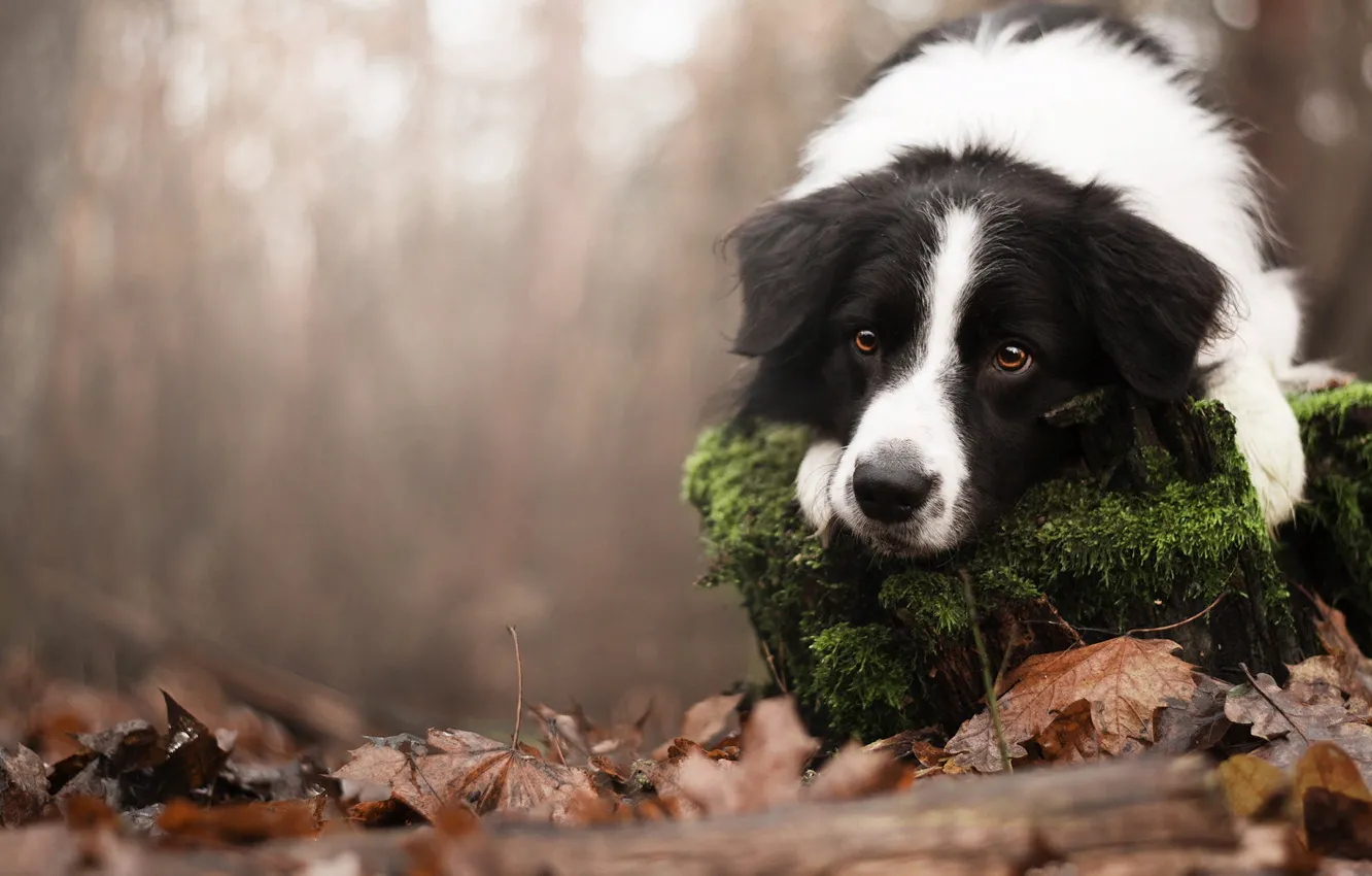 Фото обои осень, взгляд, природа, животное, листва, мох, пень, собака