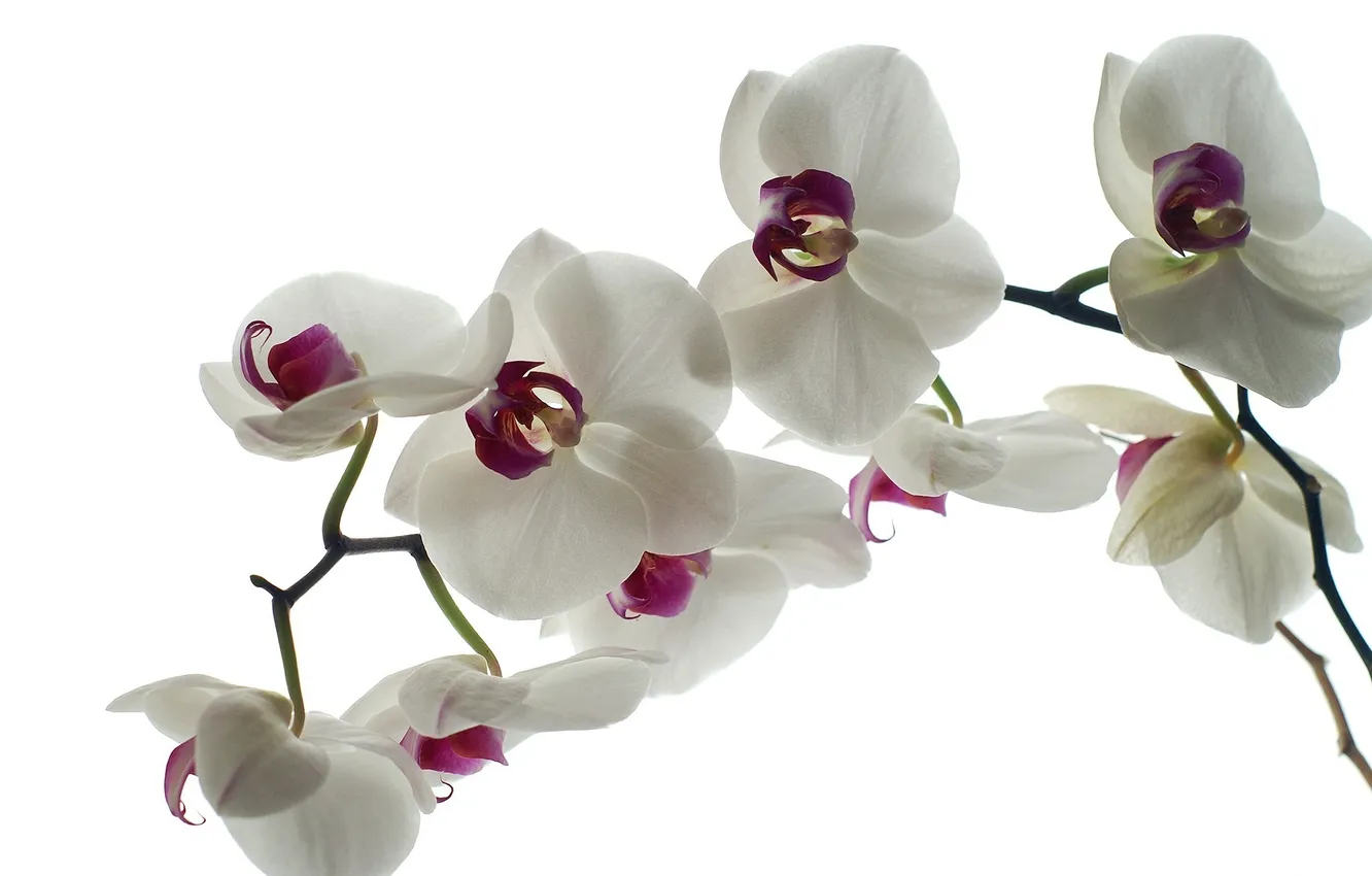 Фото обои цветы, фон, лепестки, белые, орхидеи