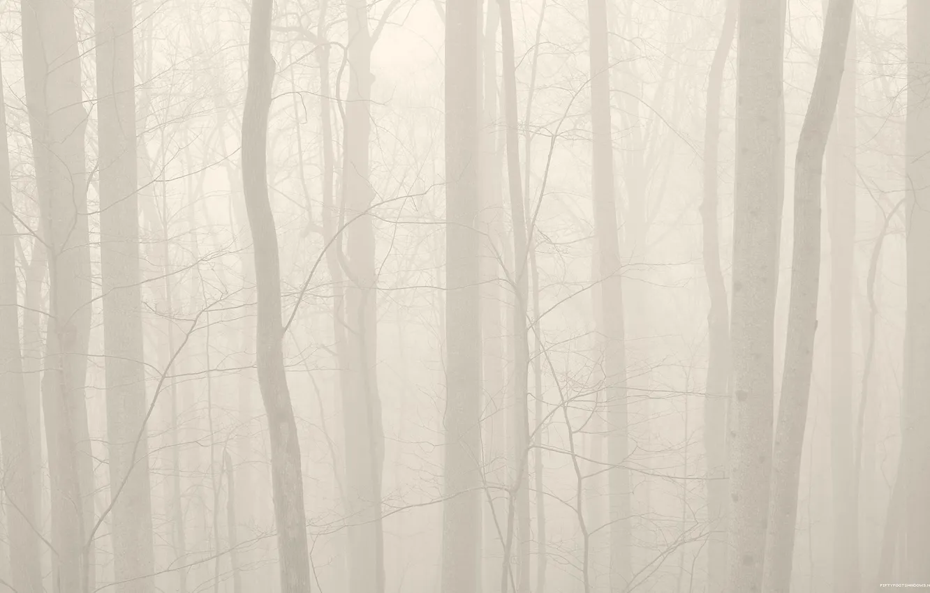Фото обои лес, деревья, природа, туман, фото