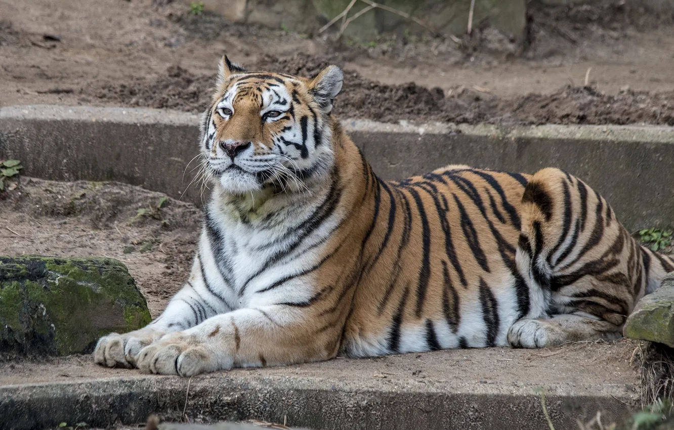 Фото обои тигр, отдых, хищник, лежит, дикая кошка