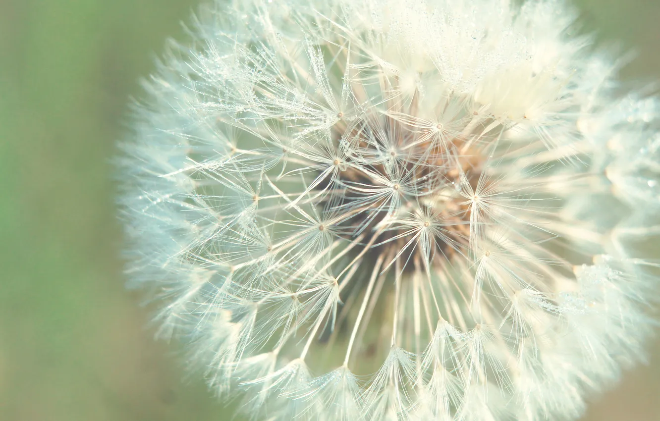 Фото обои plant, delicate, dandelion