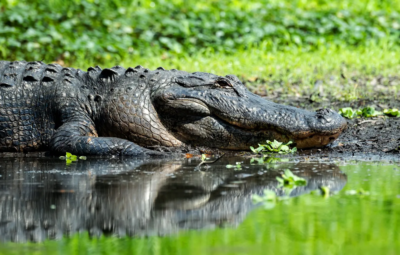 Фото обои отражение, крокодил, водоем