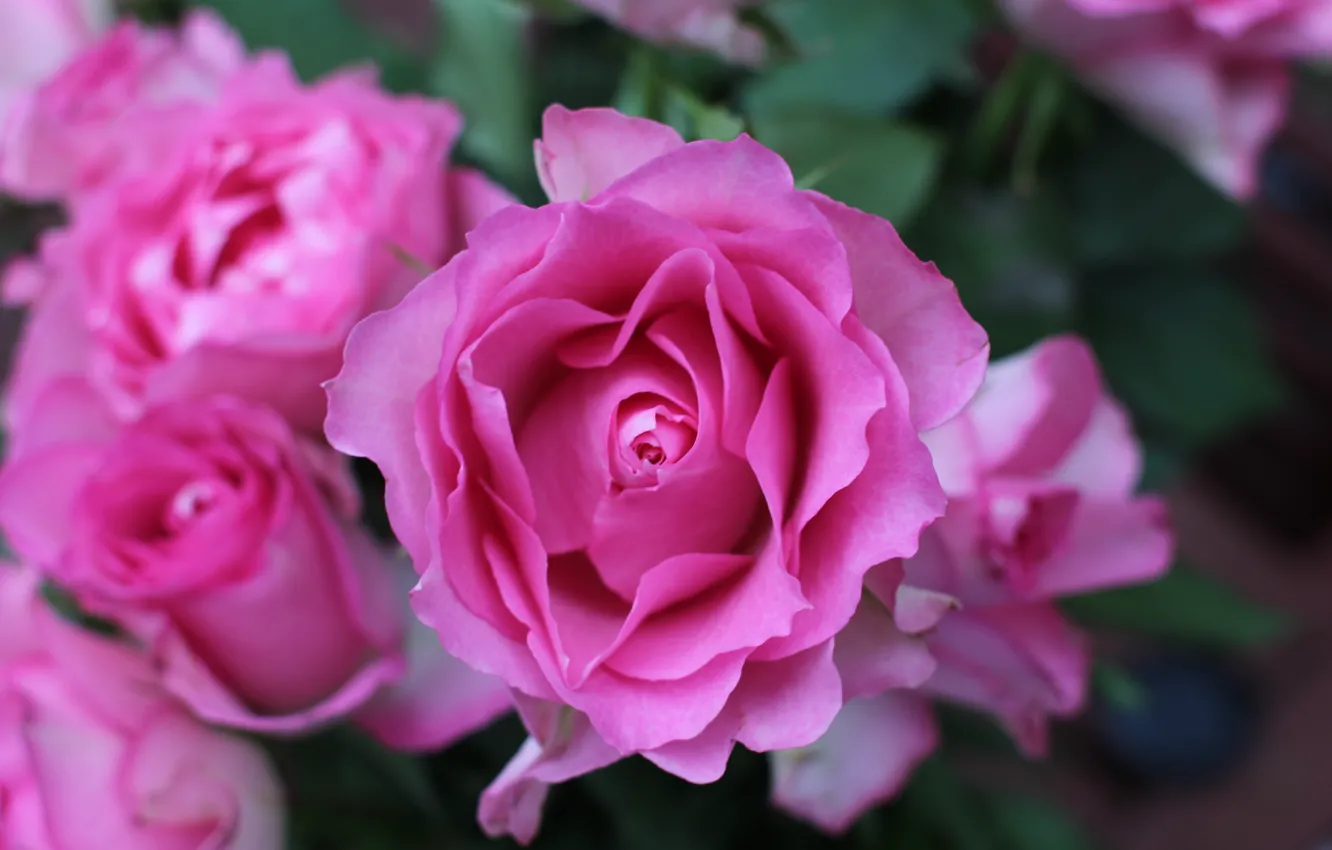 Фото обои куст, розы, розовые