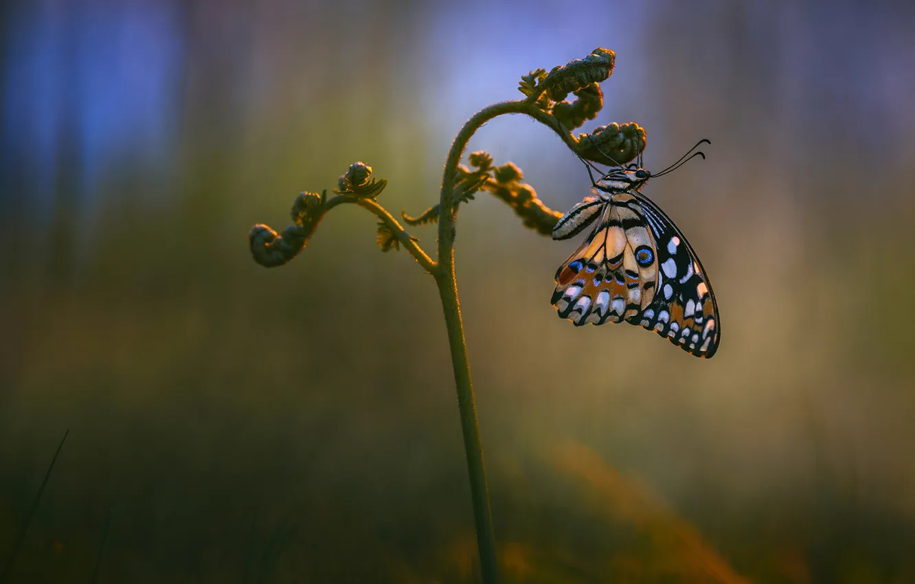 Фото обои макро, бабочка, растение, обои от lolita777