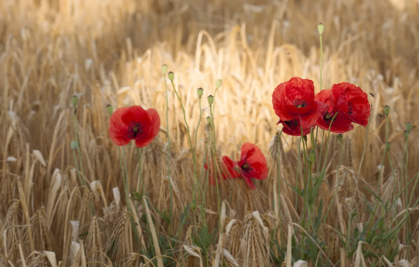 Фото обои пшеница, поле, цветы, маки, цветение