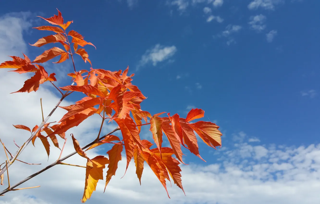 Фото обои осень, небо, листья, облака, ветки, природа