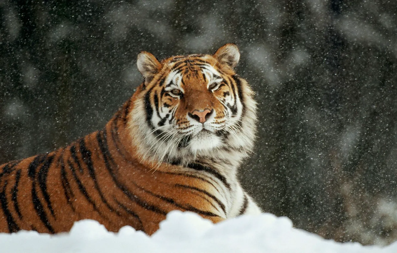 Фото обои зима, кошка, снег, тигр, лежит, аррр