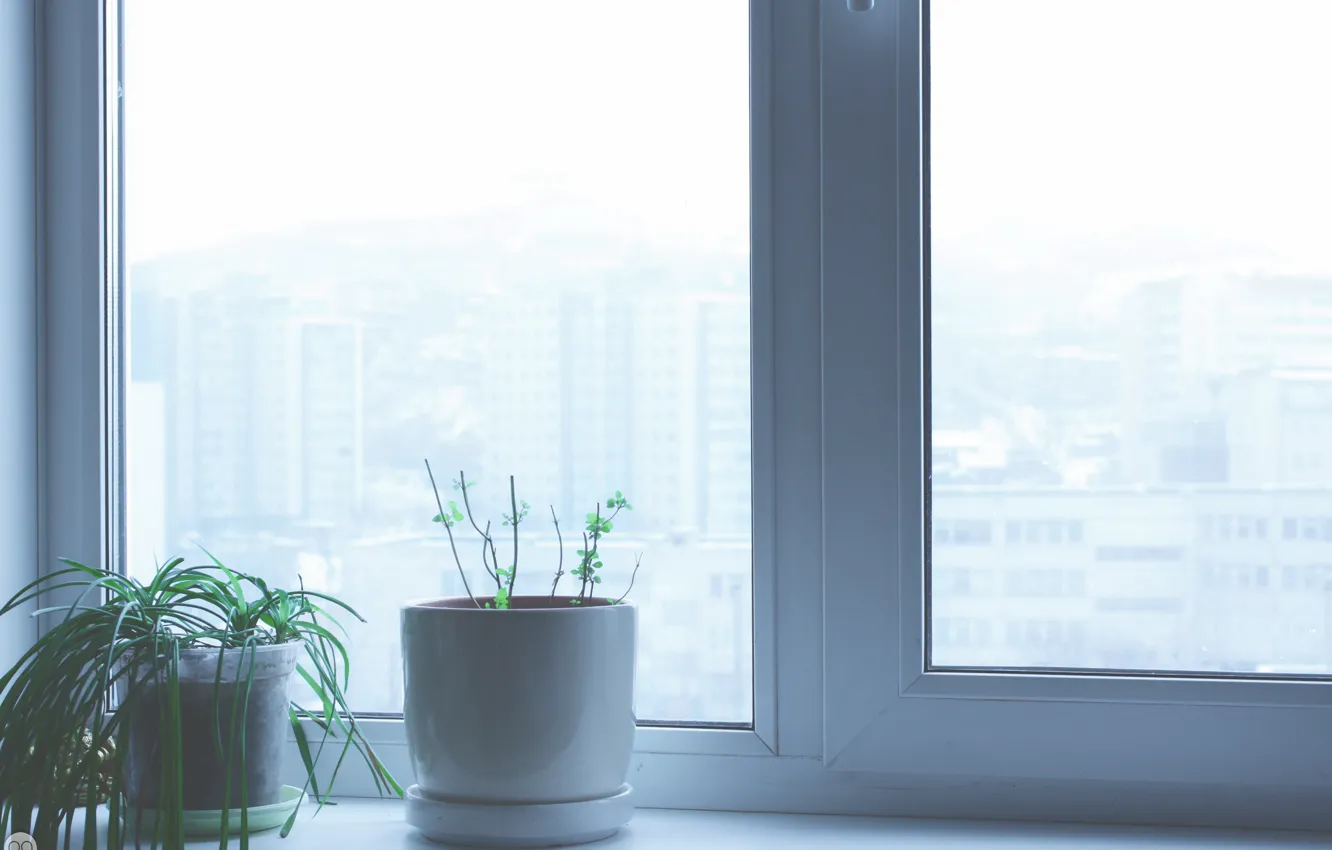 Фото обои цветы, интерьер, окно, подоконник, мята, window, home, flovers