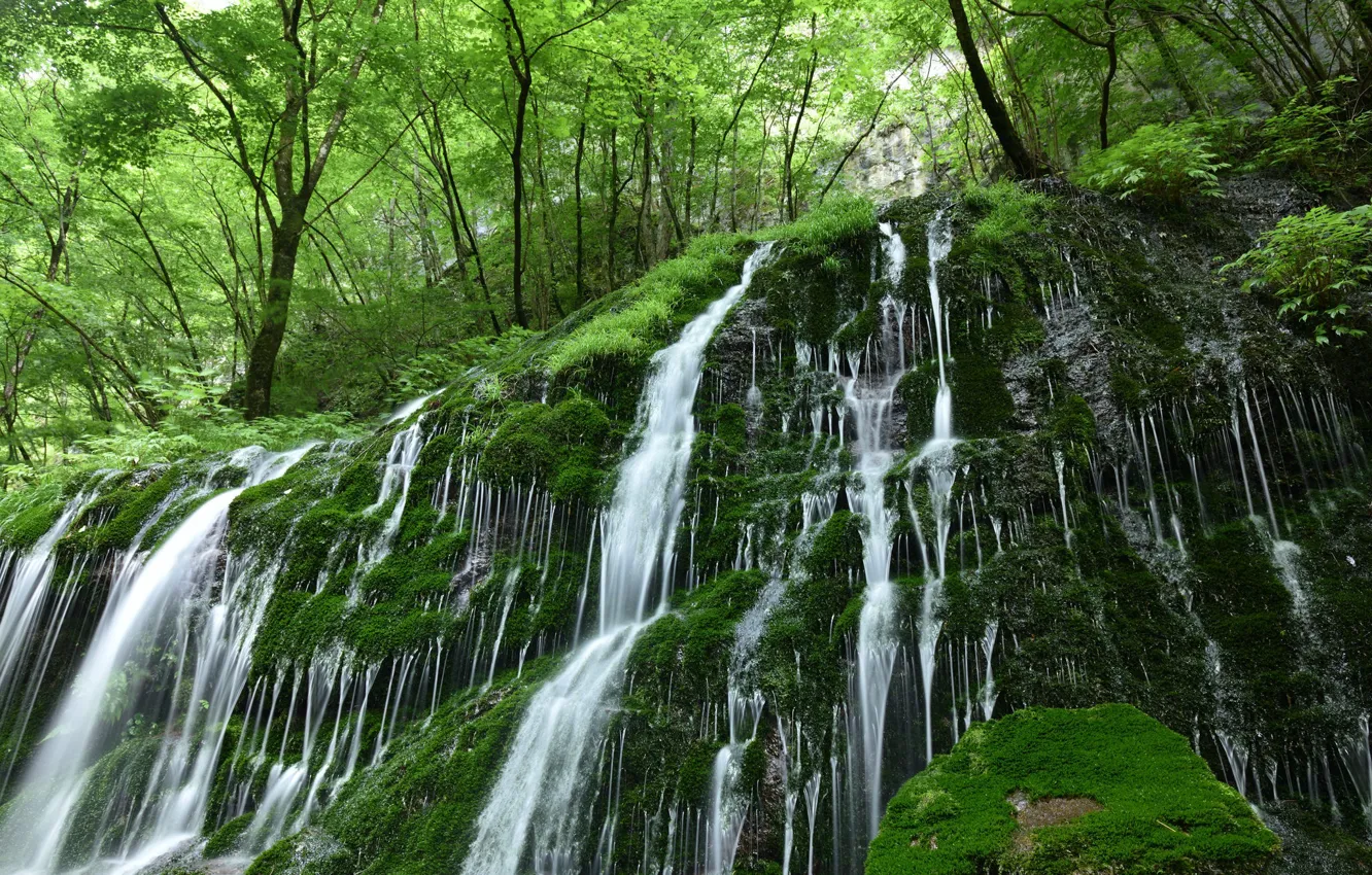 Фото обои лес, вода, природа, камни, растительность, водопад, мох