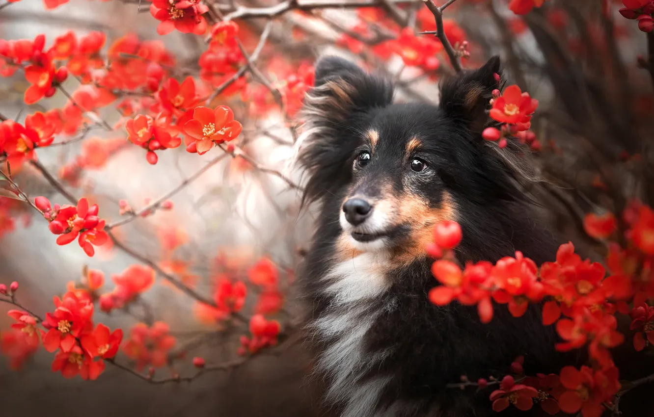 Фото обои ветки, природа, животное, собака, цветки, пёс, шелти
