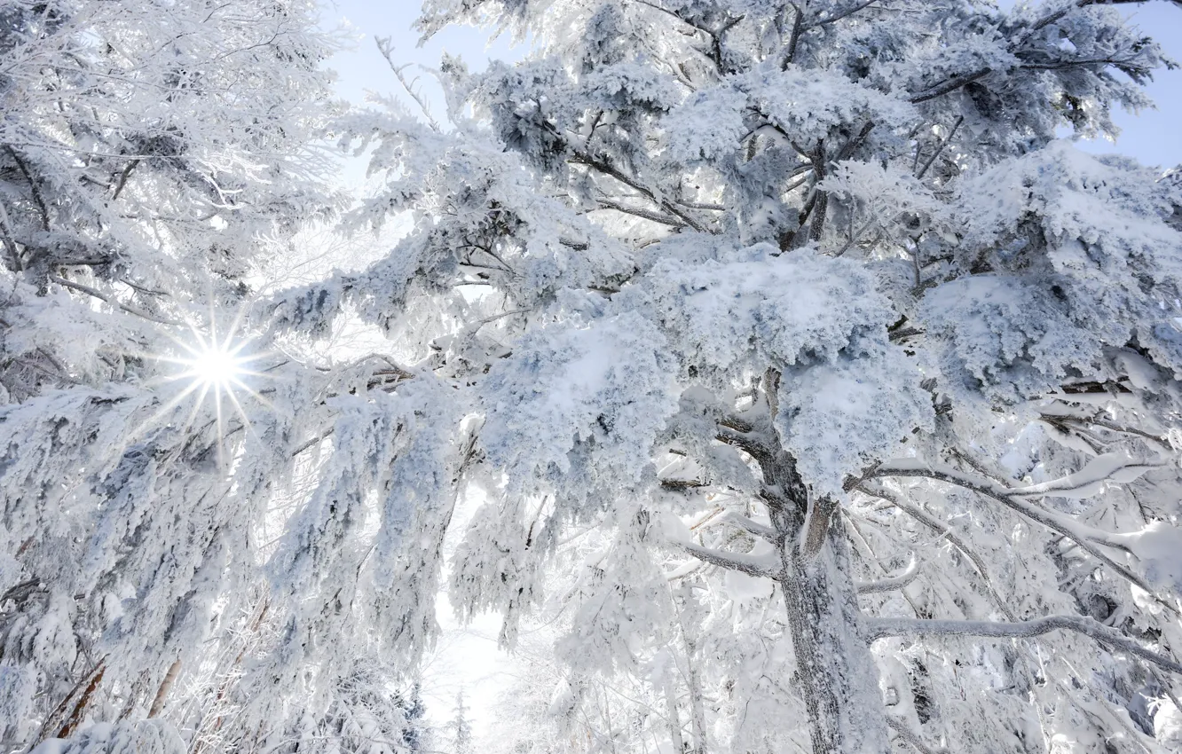 Фото обои зима, иней, лес, солнце, лучи, свет, снег, ветки