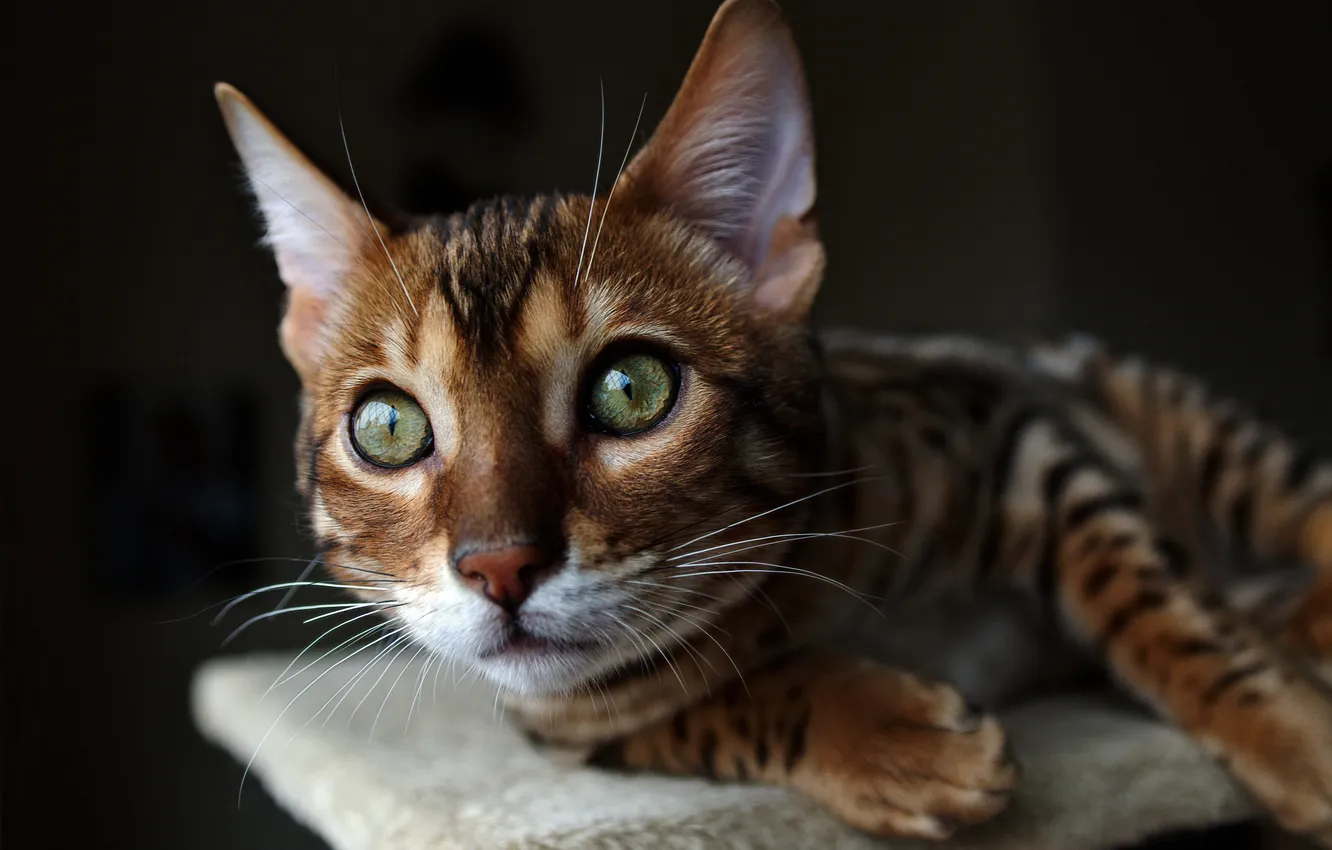 Фото обои взгляд, морда, смотрит, бенгальский кот