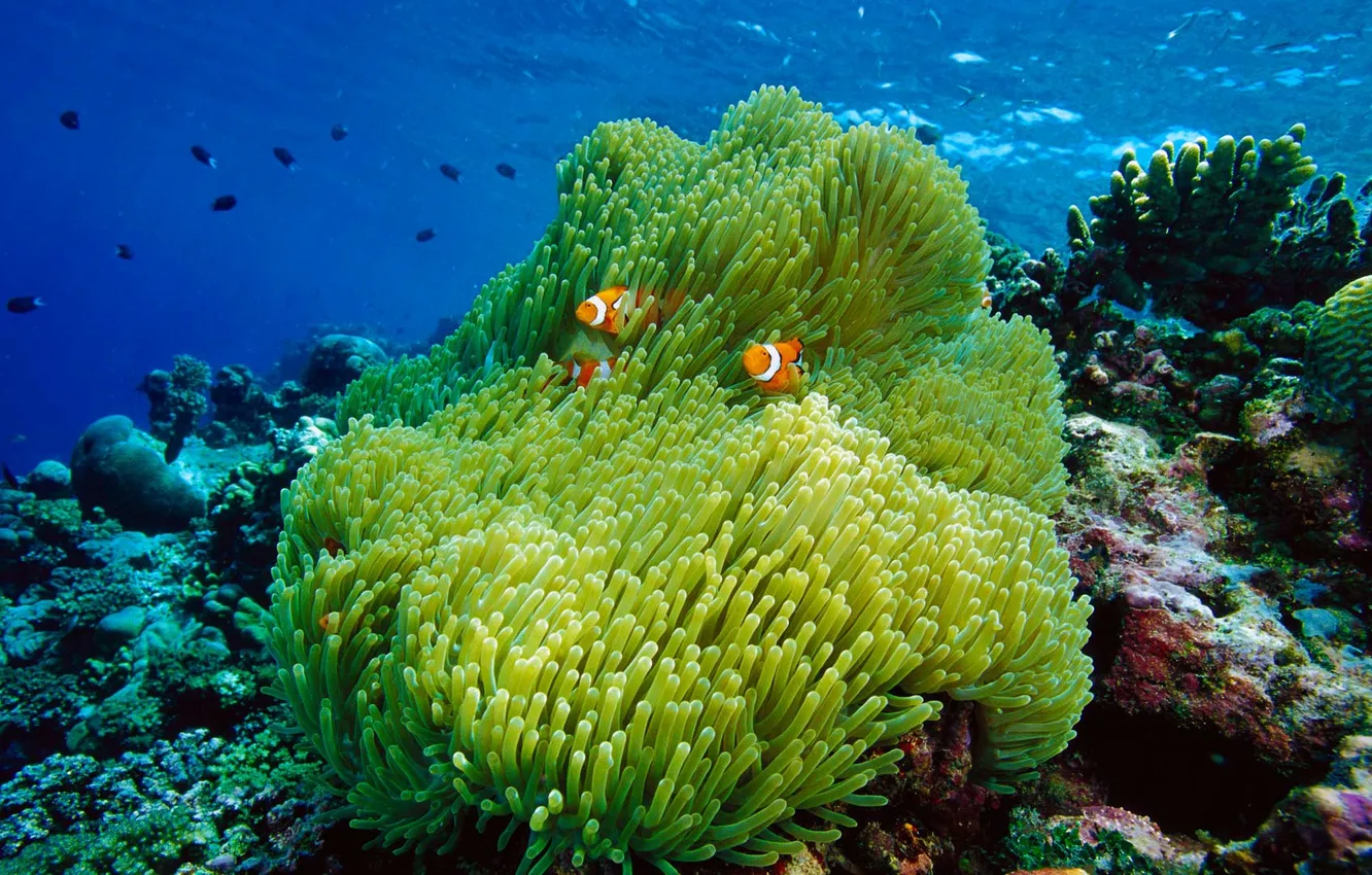 Фото обои море, океан, кораллы, рыба-клоун, актиния