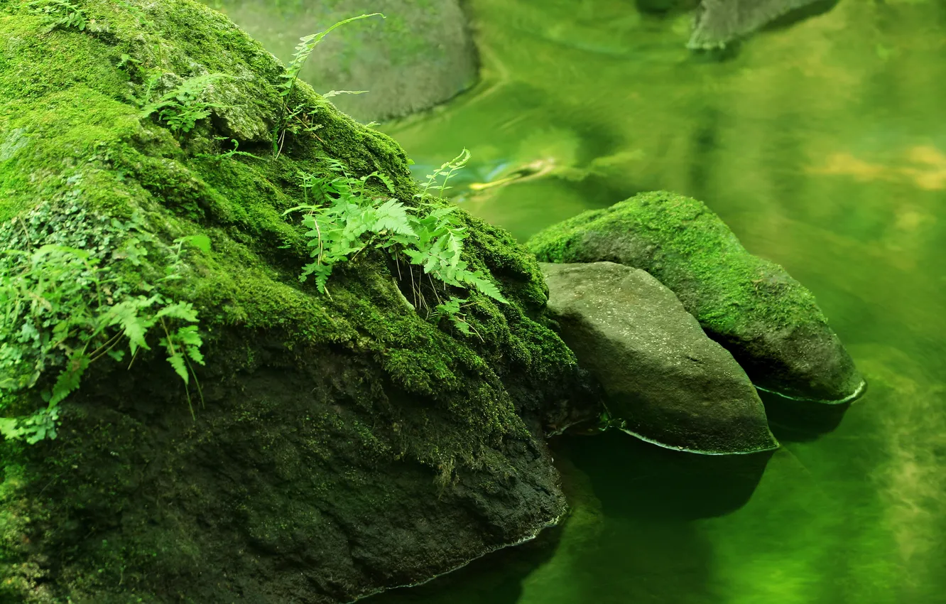 Фото обои лес, вода, природа, река, камни, растения, реки