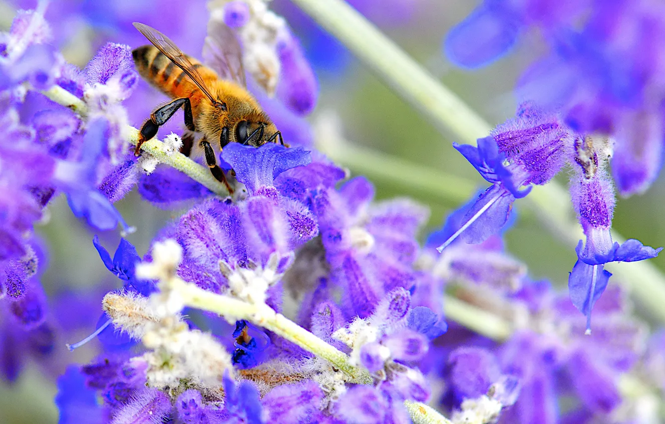 Фото обои цветок, природа, пчела, растение, насекомое