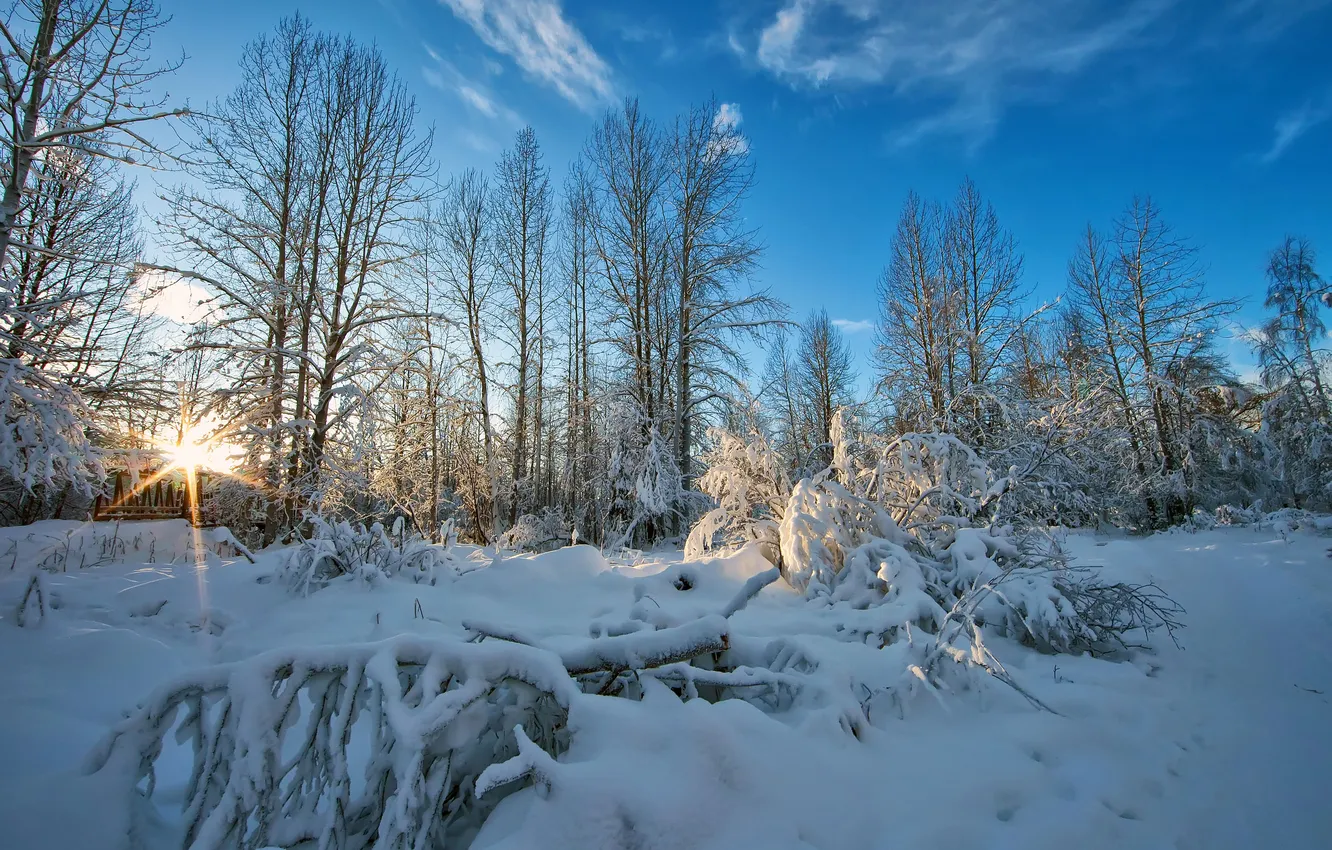 Фото обои зима, небо, снег, деревья, природа, фото, лучи света