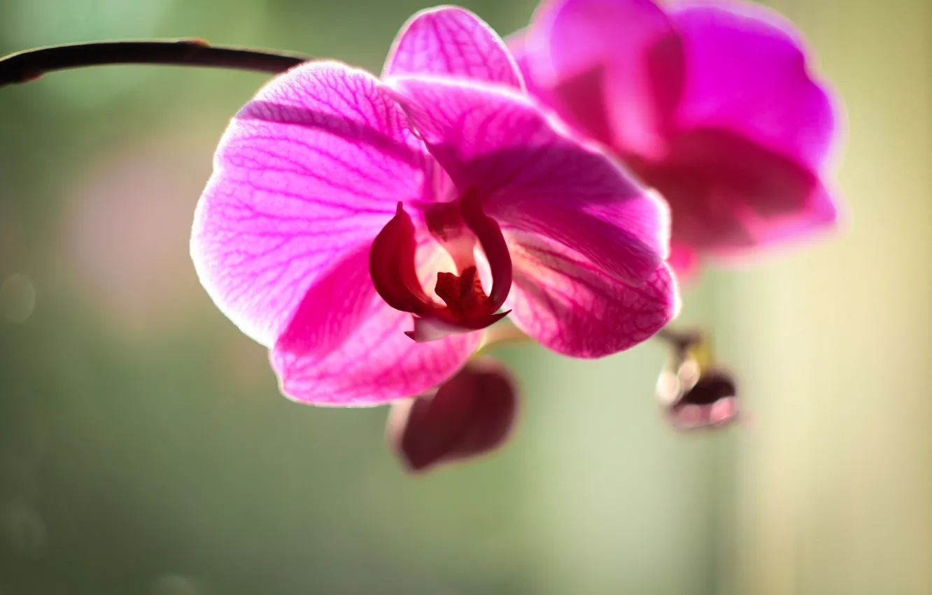 Фото обои минимализм, Цветок, орхидея