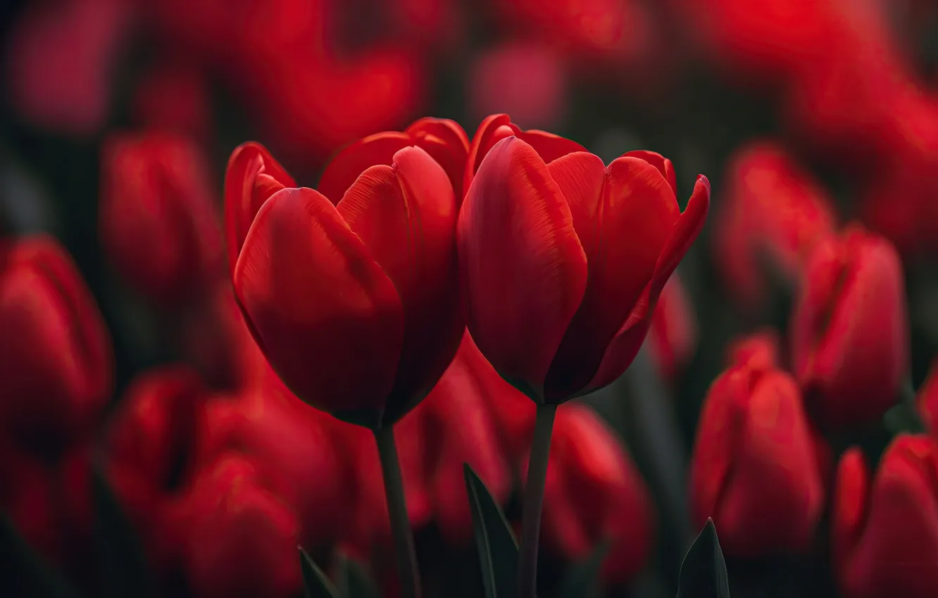 Фото обои red, flowers, tulips