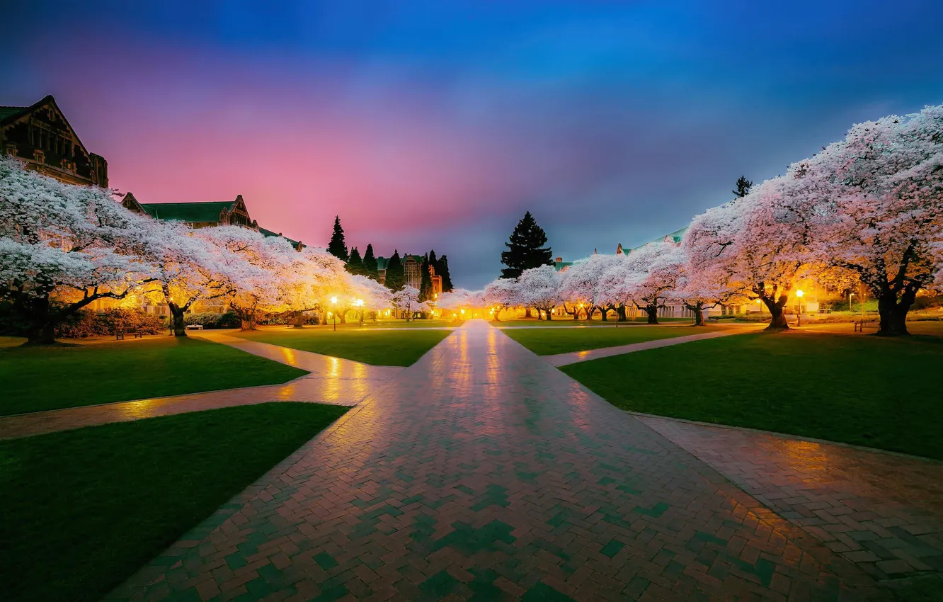 Фото обои деревья, парк, весна, Япония