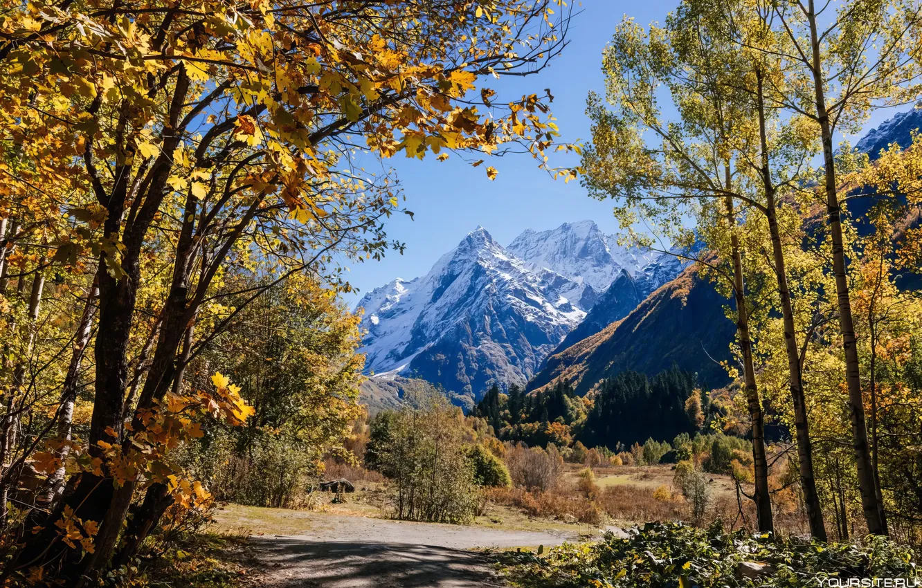 Фото обои Природа, Осень, Листья, Nature, Autumn, Сочи, Leaves, Sochi