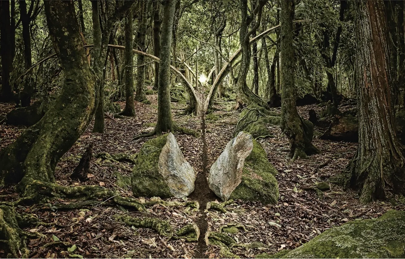 Фото обои лес, лезвие, рассечение