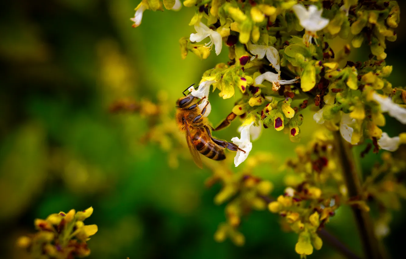 Фото обои цветок, макро, нектар, пчела, пчёлка, собирает