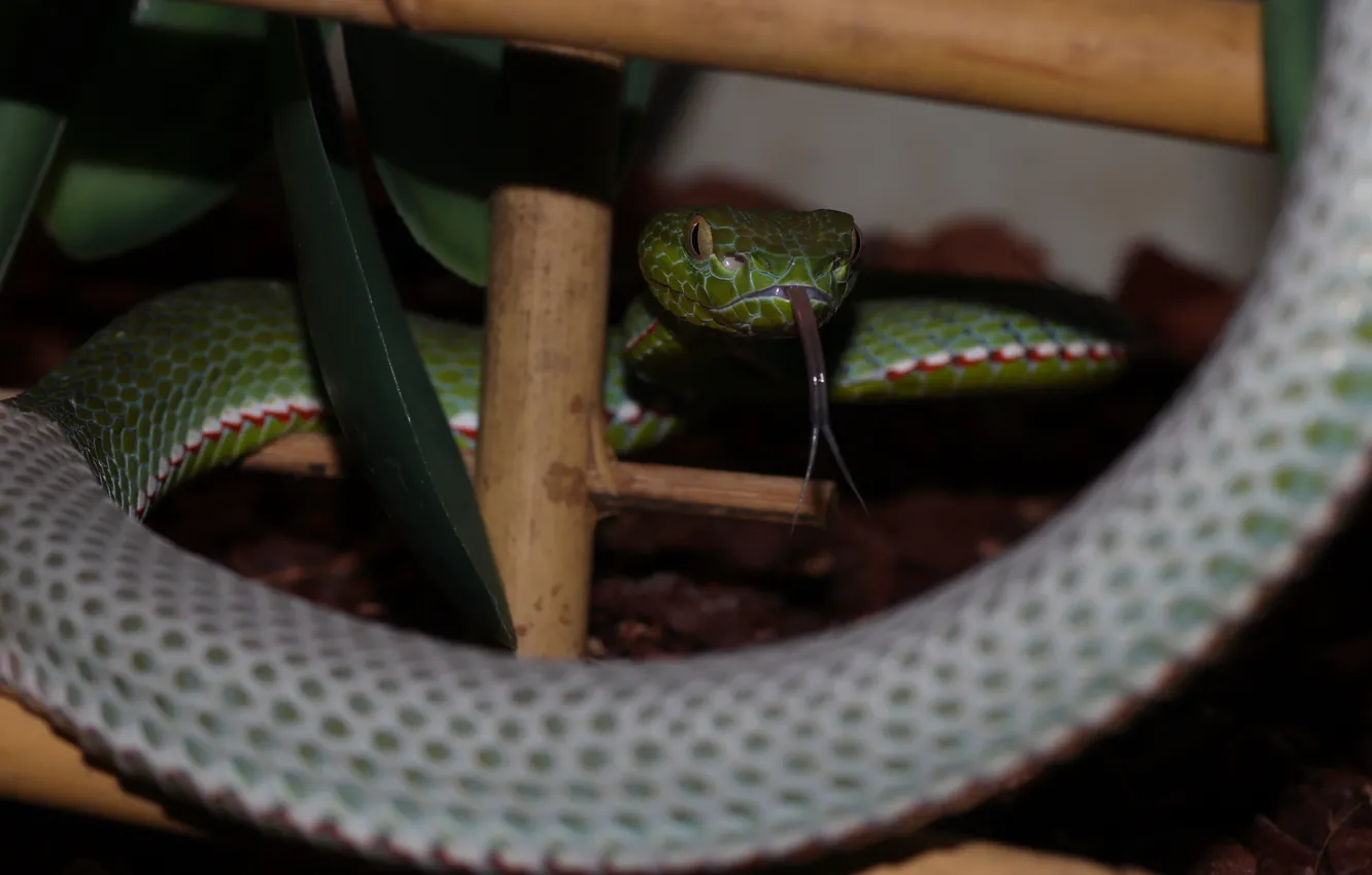 Фото обои green, snake, macro, pit viper