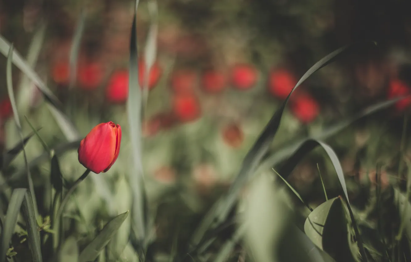 Фото обои цветы, весна, тюльпаны