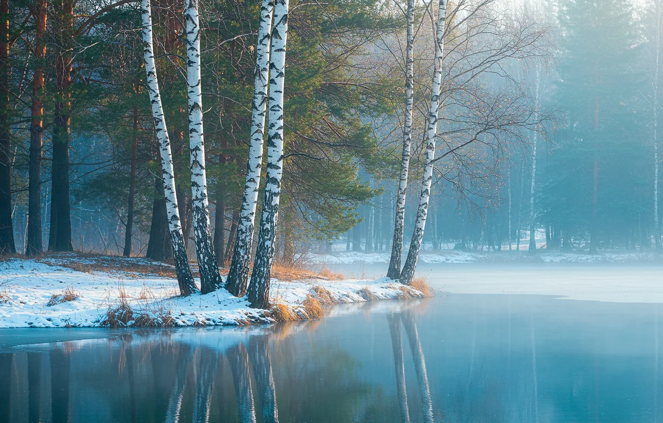 Фото обои лес, вода, туман, весна, wallpaper, forest, water, fog