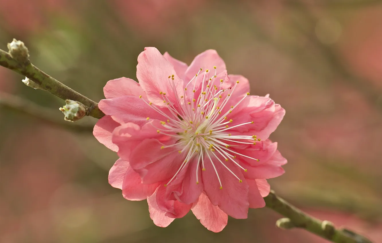 Фото обои цветок, розовый, ветка, сакура, почки