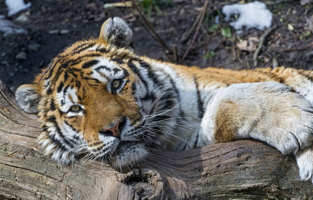 Фото обои кошка, взгляд, тигр, отдых, бревно, амурский тигр, ©Tambako The Jaguar