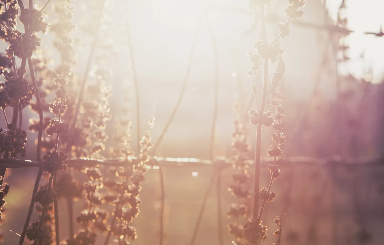 Фото обои трава, свет, растение, проволока, солнечный