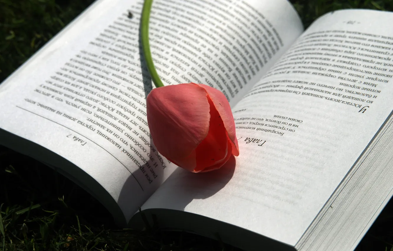 Фото обои тюльпан, весна, книга