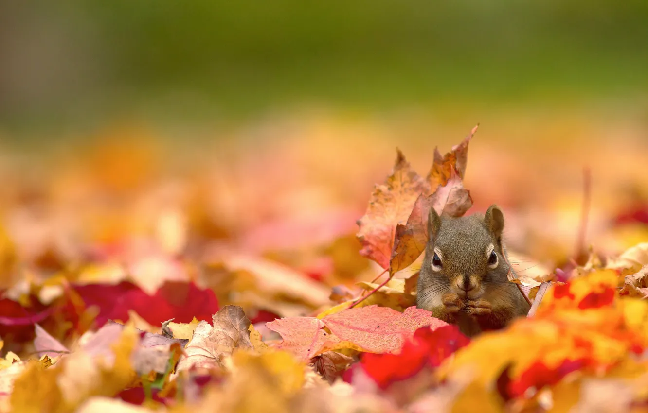 Фото обои осень, листья, природа, белка