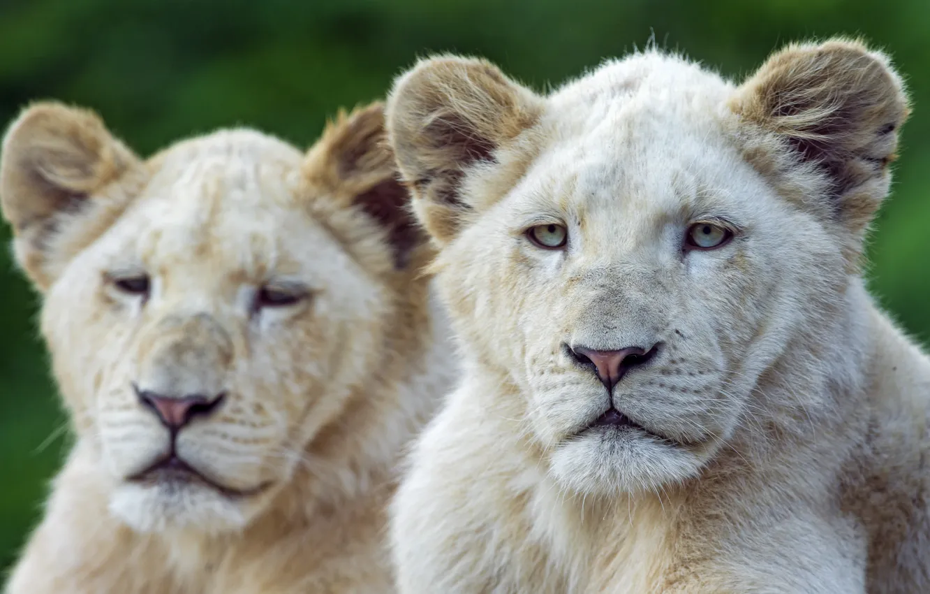 Фото обои морда, кошки, львята, белый лев, ©Tambako The Jaguar