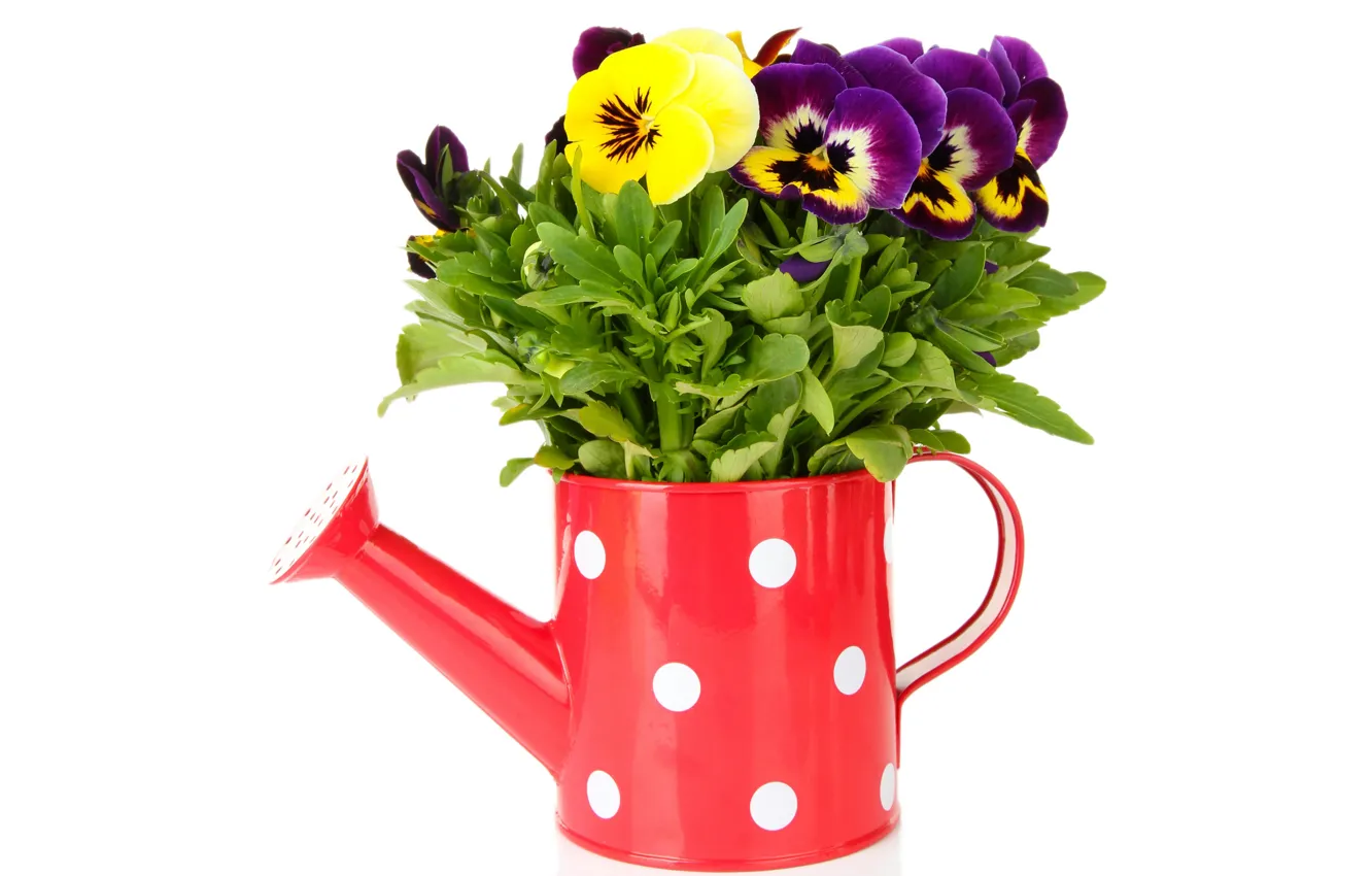 Фото обои цветы, лейка, анютины глазки, yellow, garden, violet, white background, Viola