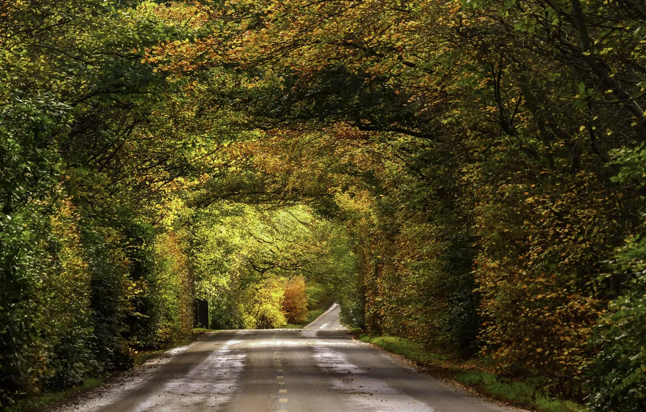 Фото обои road, autumn, fall, foliage