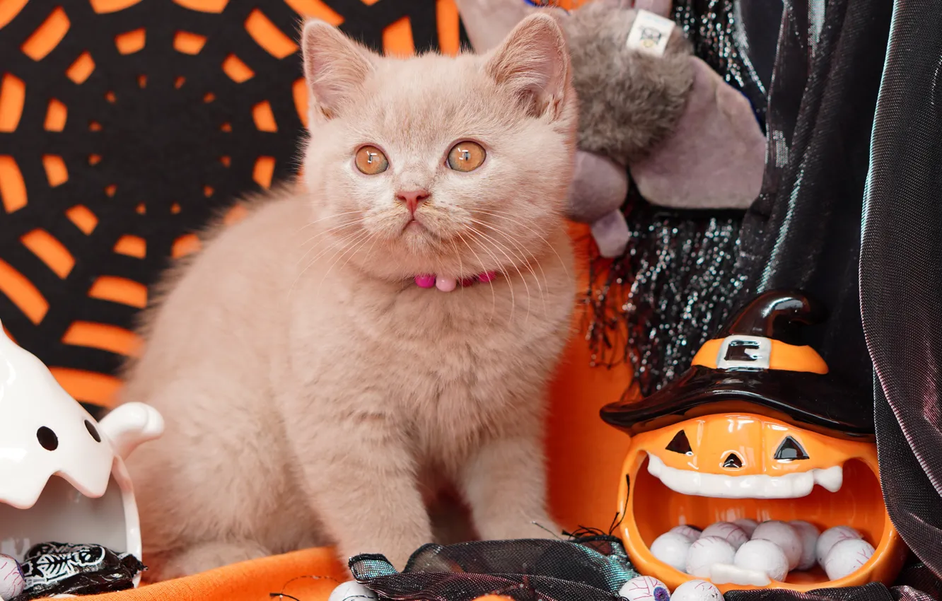 Фото обои осень, кошка, глаза, взгляд, поза, котенок, серый, праздник