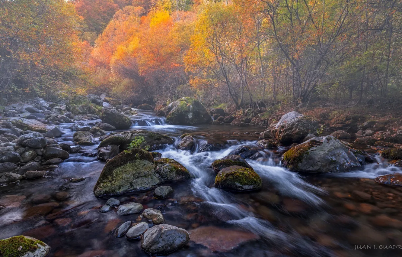 Фото обои осень, лес, природа, река, камни, потоки
