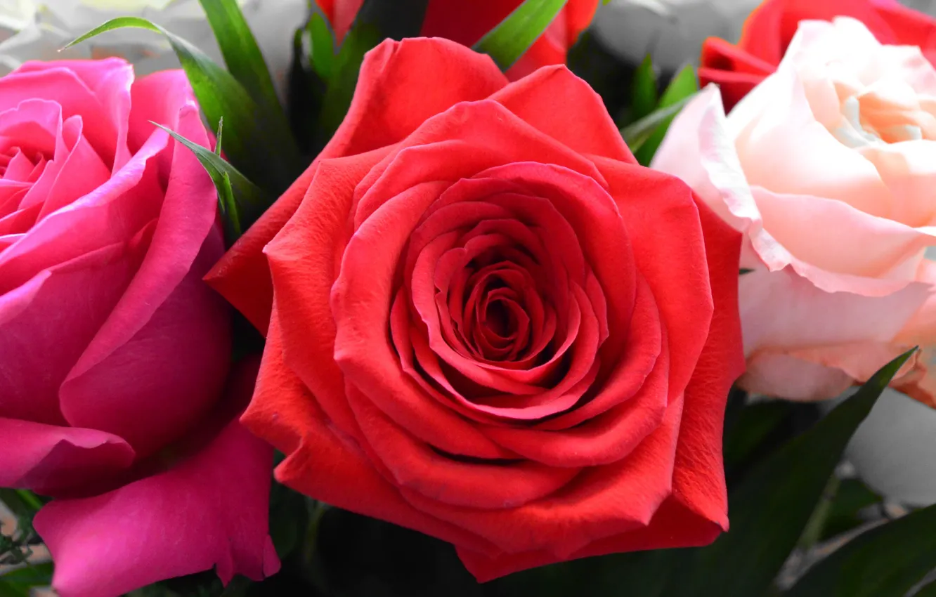 Фото обои розовая, роза, розы, букет, белая, трио, красная
