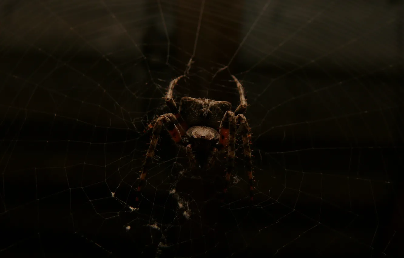 Фото обои spider, dark, macro, spider web