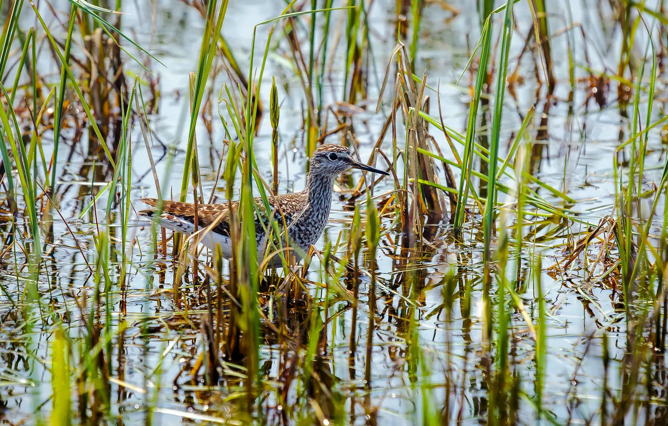 Фото обои вода, птичка, осока, Поручейник, семейство Бекасовых, Фифи, Уткин Дмитрий