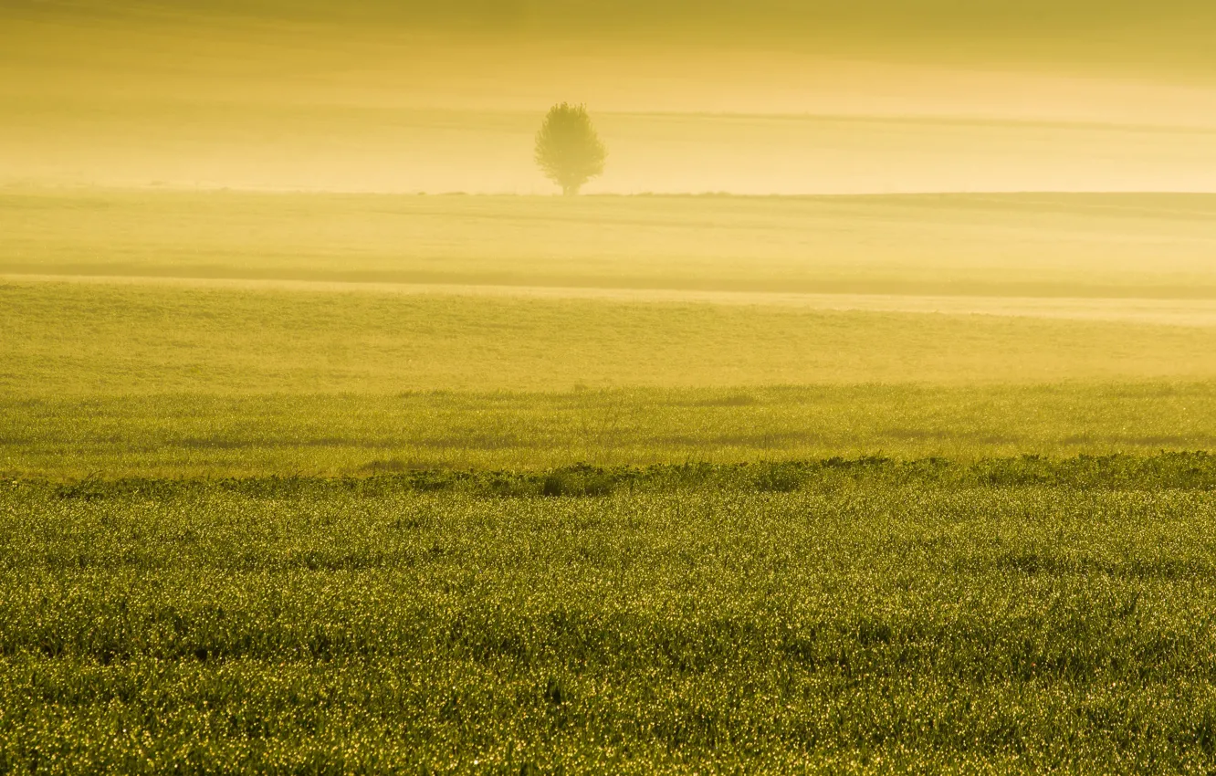 Фото обои поле, туман, весна, утро